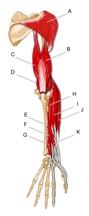 arm_post