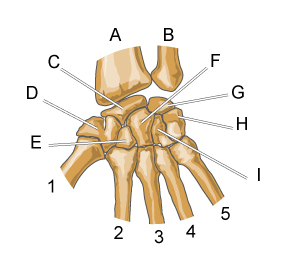 carpus