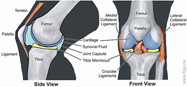 knee_web_MD
