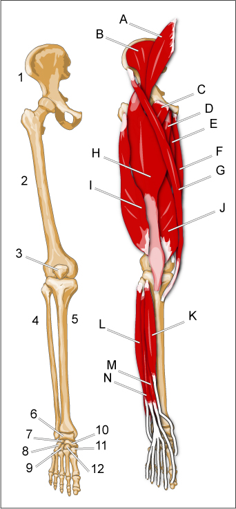 leg_ant
