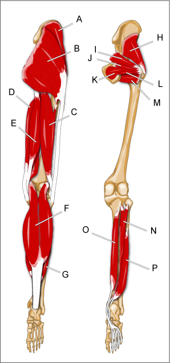 leg_post