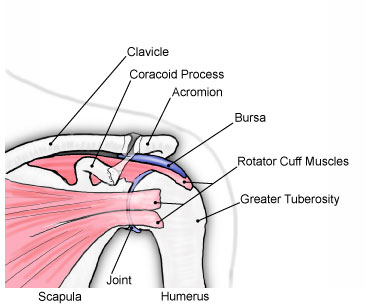 shoulder
